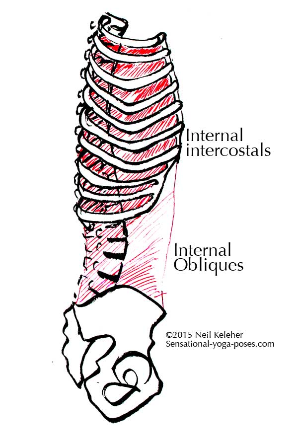 Anatomy Internal Obliques internal obliques and intercostals