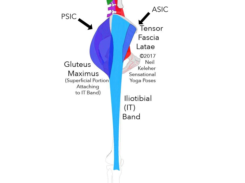 Outer view of the thigh showing the IT band, tensor fascia latae and glutues maximus muscles. Outer view of the thigh showing the IT band, tensor fascia latae and gluteus maximus muscles. Neil Keleher. Sensational Yoga Poses.