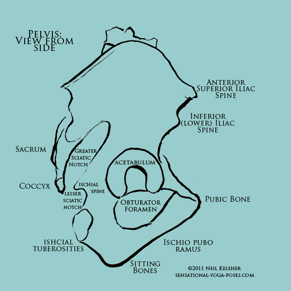 Some landmarks of the pelvis for refering to hip pain. Some landmarks of the pelvis for refering to hip pain. Neil Keleher. Sensational Yoga Poses.