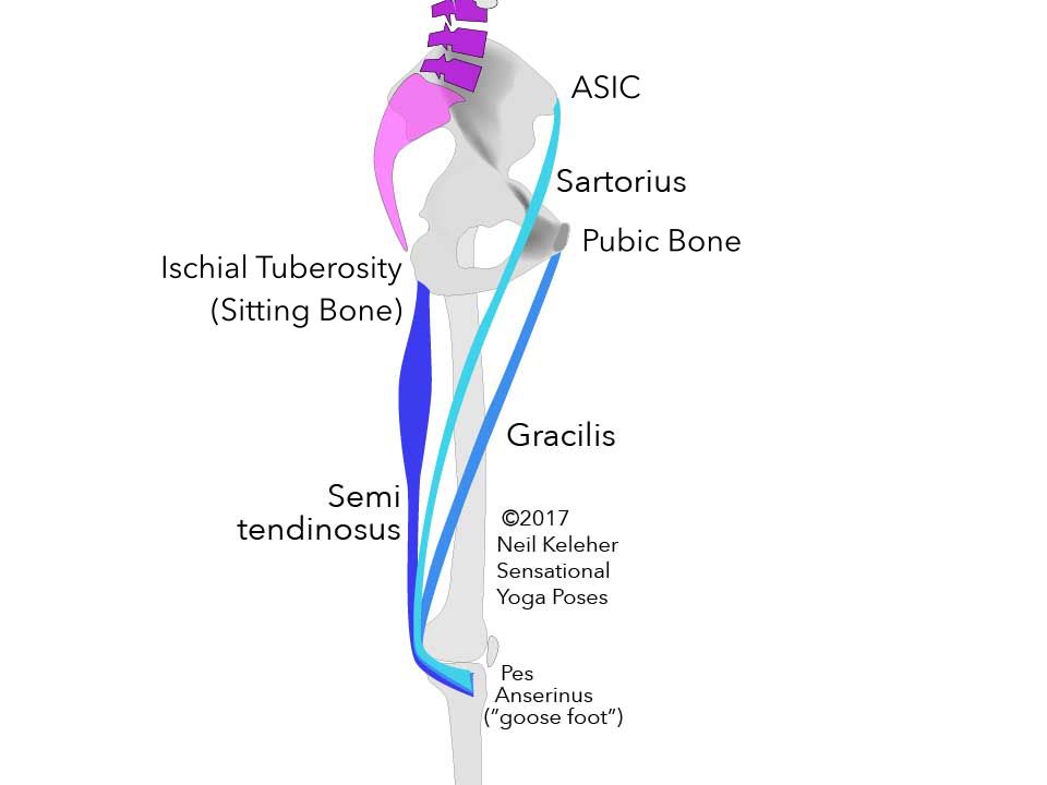Inner view of thigh showing goose foot or pes anserinus muscles: sartorius, gracilis and semitendinosus. Inner view of thigh showing goose foot or pes anserinus muscles: sartorius, gracilis and semitendinosus. Neil Keleher. Sensational Yoga Poses.
