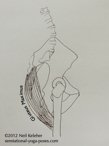 gluteus maximus, fibers from sacrum to femur