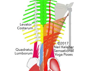 Index Anatomy Levator Costarum the Levator costarum muscle. Neil Keleher, Sensational Yoga Poses.