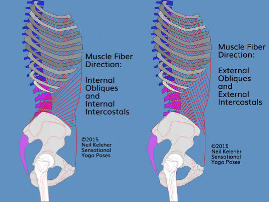 Internal and External obliques and intercostals Internal and External obliques and intercostals. Neil Keleher, Sensational Yoga Poses.