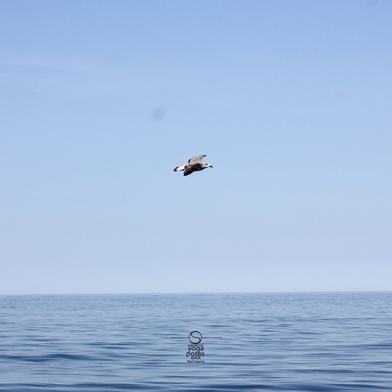 liberation, seagul gliding over the ocean Neil Keleher. Sensational Yoga Poses.