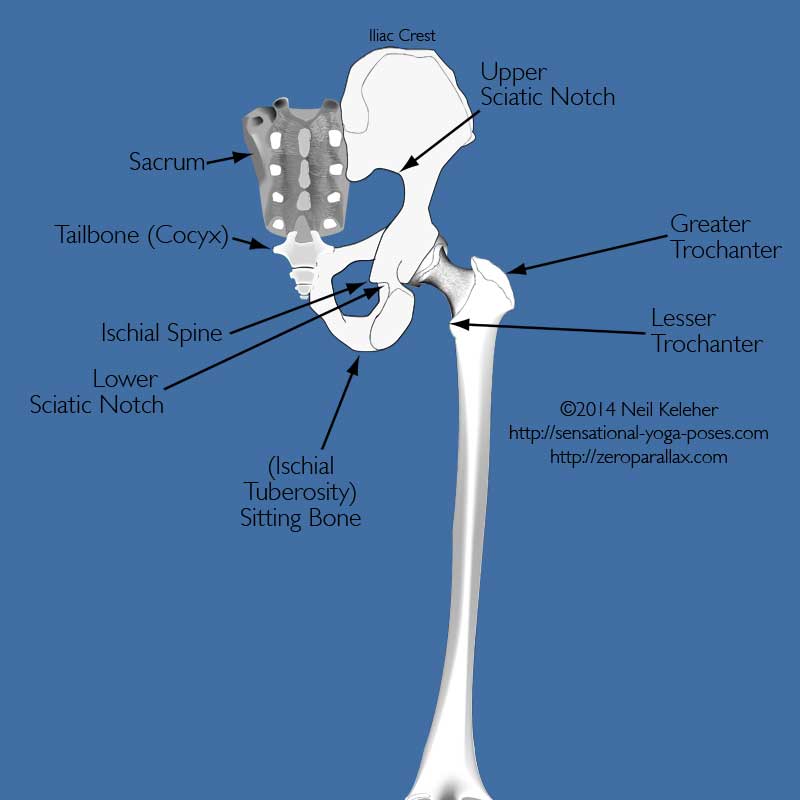Pelvis Landmarks