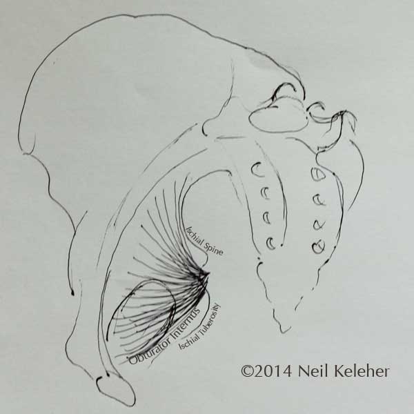 obturator internus, internal view. Neil Keleher, Sensational Yoga Poses.